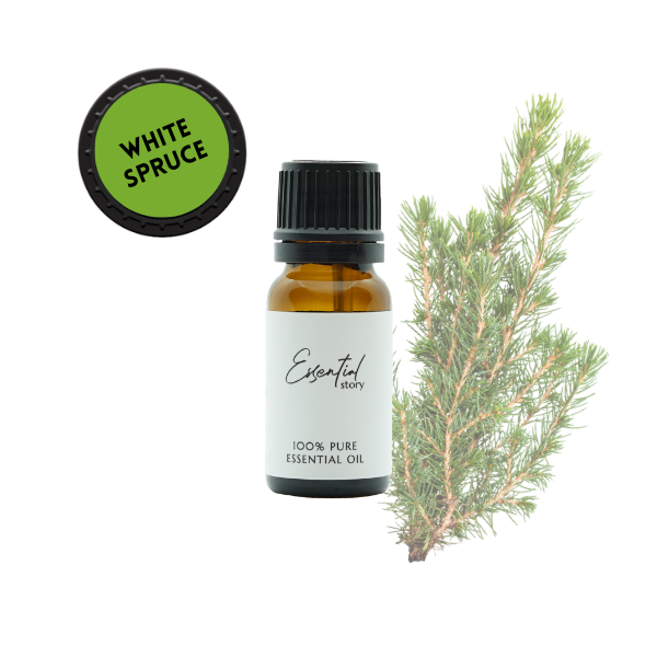 Essential Story olejek świerkowy eteryczny (biały świerk) 100% naturalny, 10 ml